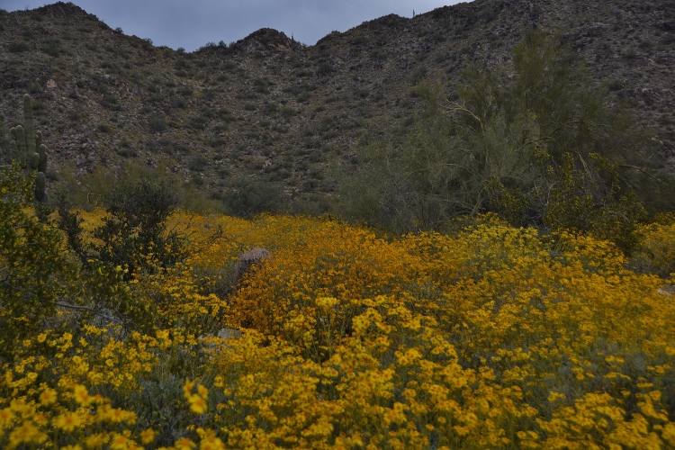hills with brittlebush